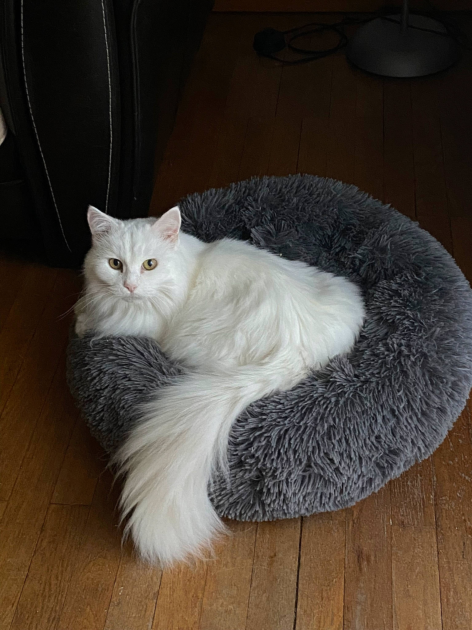 Duchesse participe au concours pour gagner de l'argent avec cette photo : canidae, carnivore, cat, claw, comfort, companion_dog, domestic_short_haired_cat, fawn, felidae, floor, flooring, fur, grey, hardwood, paw, small_to_medium_sized_cats, snout, tail, whiskers, wood