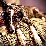 Nova Marie is registered to the contest to win money with this photo: dog, brindle, laying_down, paws, blanket, indoor, pet, animal, fur, relaxed, closeup, portrait, bedroom, cozy, expression, looking, resting, canine, sleepy, cute