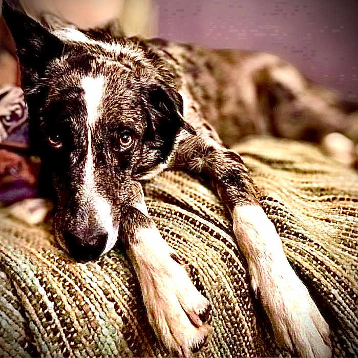 Nova Marie is registered to the contest to win money with this photo: animal, bedroom, blanket, brindle, canine, closeup, cozy, cute, dog, expression, fur, indoor, laying_down, looking, paws, pet, portrait, relaxed, resting, sleepy