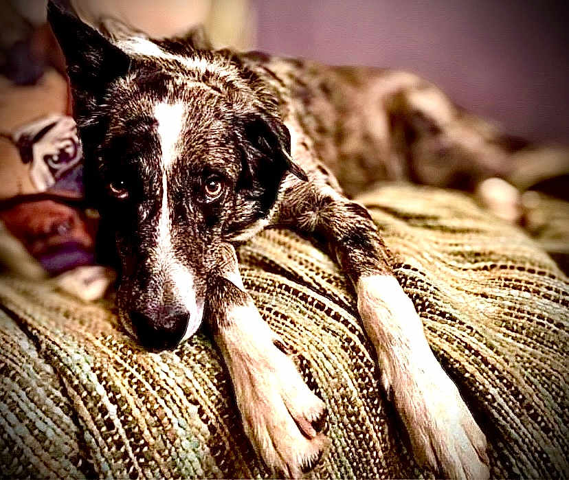 Nova Marie is registered to the contest to win money with this photo: dog, brindle, laying_down, paws, blanket, indoor, pet, animal, fur, relaxed, closeup, portrait, bedroom, cozy, expression, looking, resting, canine, sleepy, cute
