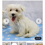 Charlie joined the competition — help win amazing prizes! puppy, dog, maltese, white_fur, tongue_out, pet, animal, cute, fluffy, sitting, blue_blanket, paw_prints, indoor, portrait, young_dog, playful, adorable, furry, small_dog, companion