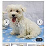 puppy, dog, maltese, white_fur, tongue_out, pet, animal, cute, fluffy, sitting, blue_blanket, paw_prints, indoor, portrait, young_dog, playful, adorable, furry, small_dog, companion