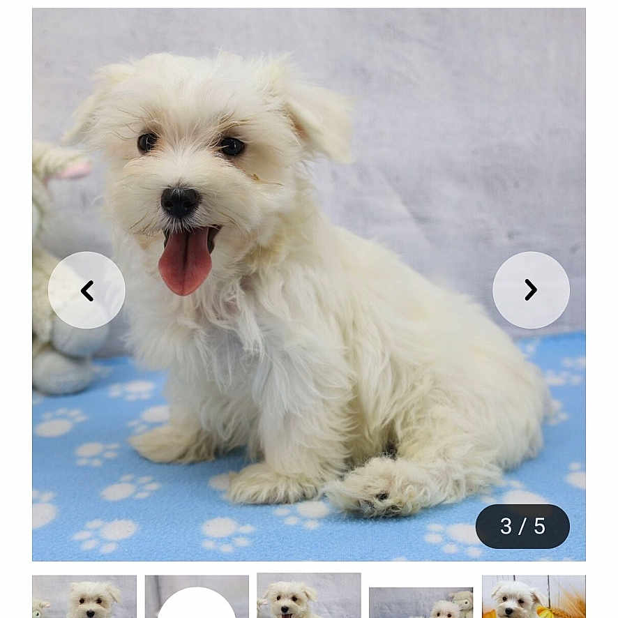 Charlie joined the competition — help win amazing prizes! adorable, animal, blue_blanket, companion, cute, dog, fluffy, furry, indoor, maltese, paw_prints, pet, playful, portrait, puppy, sitting, small_dog, tongue_out, white_fur, young_dog