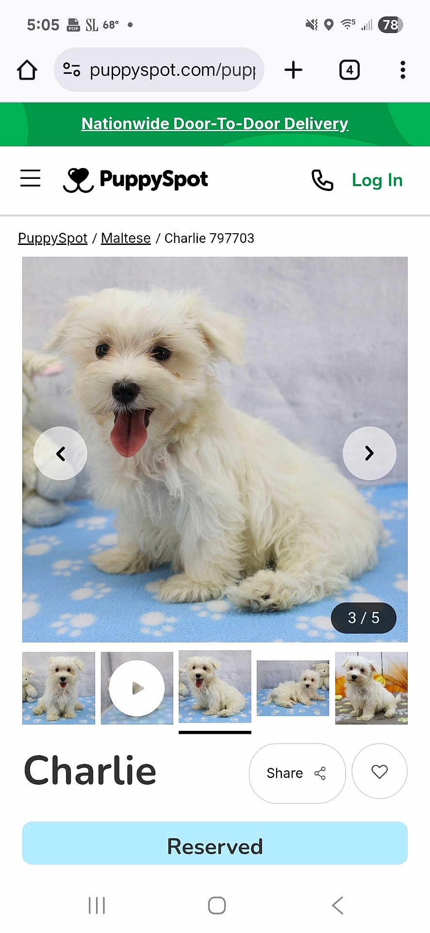 Charlie joined the competition — help win amazing prizes! puppy, dog, maltese, white_fur, tongue_out, pet, animal, cute, fluffy, sitting, blue_blanket, paw_prints, indoor, portrait, young_dog, playful, adorable, furry, small_dog, companion