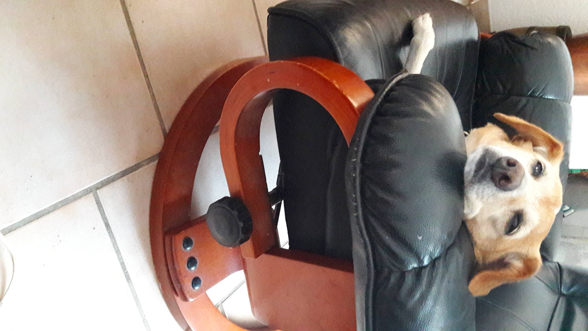 Fanny participe au concours pour gagner de l'argent avec cette photo : auto_part, automotive_design, automotive_tire, boat, boats_and_boating_equipment_and_supplies, carnivore, chair, comfort, companion_dog, couch, dog, dog_breed, dog_supply, furniture, lifebuoy, naval_architecture, rim, watercraft, wood, working_animal