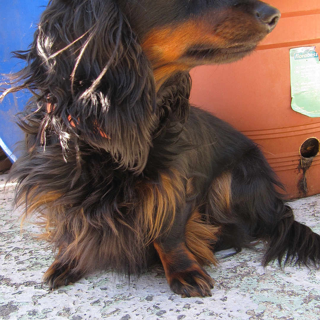 Praline a rejoint le concours — aidez-le/la à gagner de superbes lots ! dog, dachshund, long_hair, pet, animal, outdoor, flower_pot, concrete, black, brown, fur, small_dog, side_view, sunlight, plant, garden, portrait, sitting, canine, domestic_animal