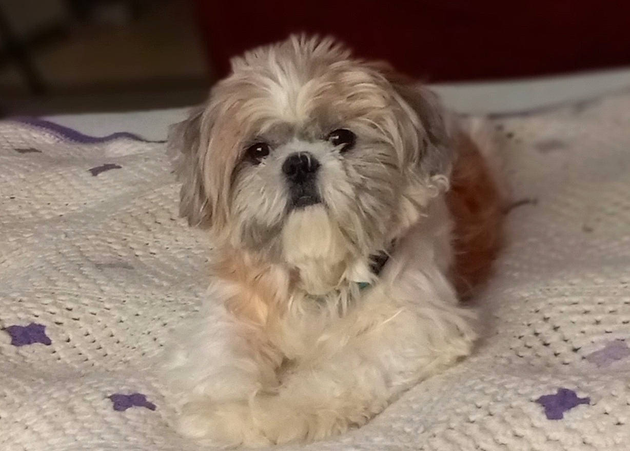Sammy is registered to the contest to win money with this photo: canidae, carnivore, comfort, companion_dog, dog, dog_breed, fur, liver, mal_shi, maltepoo, natural_material, shih_poo, shih_tzu, small_terrier, snout, sporting_group, terrestrial_animal, terrier, toy_dog, working_animal