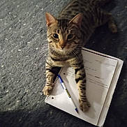 Stitchy Boy is registered to the contest to win money with this photo: cat, tabby, pet, animal, notebook, pen, carpet, indoor, curious, paw, writing, paper, striped, feline, looking, closeup, domestic, cute, resting, young