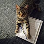 cat, tabby, pet, animal, notebook, pen, carpet, indoor, curious, paw, writing, paper, striped, feline, looking, closeup, domestic, cute, resting, young