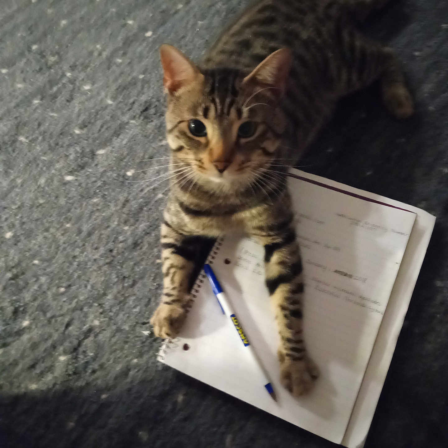 Stitchy Boy is registered to the contest to win money with this photo: animal, carpet, cat, closeup, curious, cute, domestic, feline, indoor, looking, notebook, paper, paw, pen, pet, resting, striped, tabby, writing, young