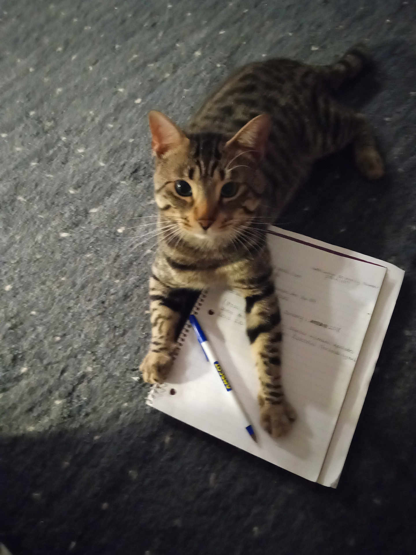 Stitchy Boy is registered to the contest to win money with this photo: cat, tabby, pet, animal, notebook, pen, carpet, indoor, curious, paw, writing, paper, striped, feline, looking, closeup, domestic, cute, resting, young