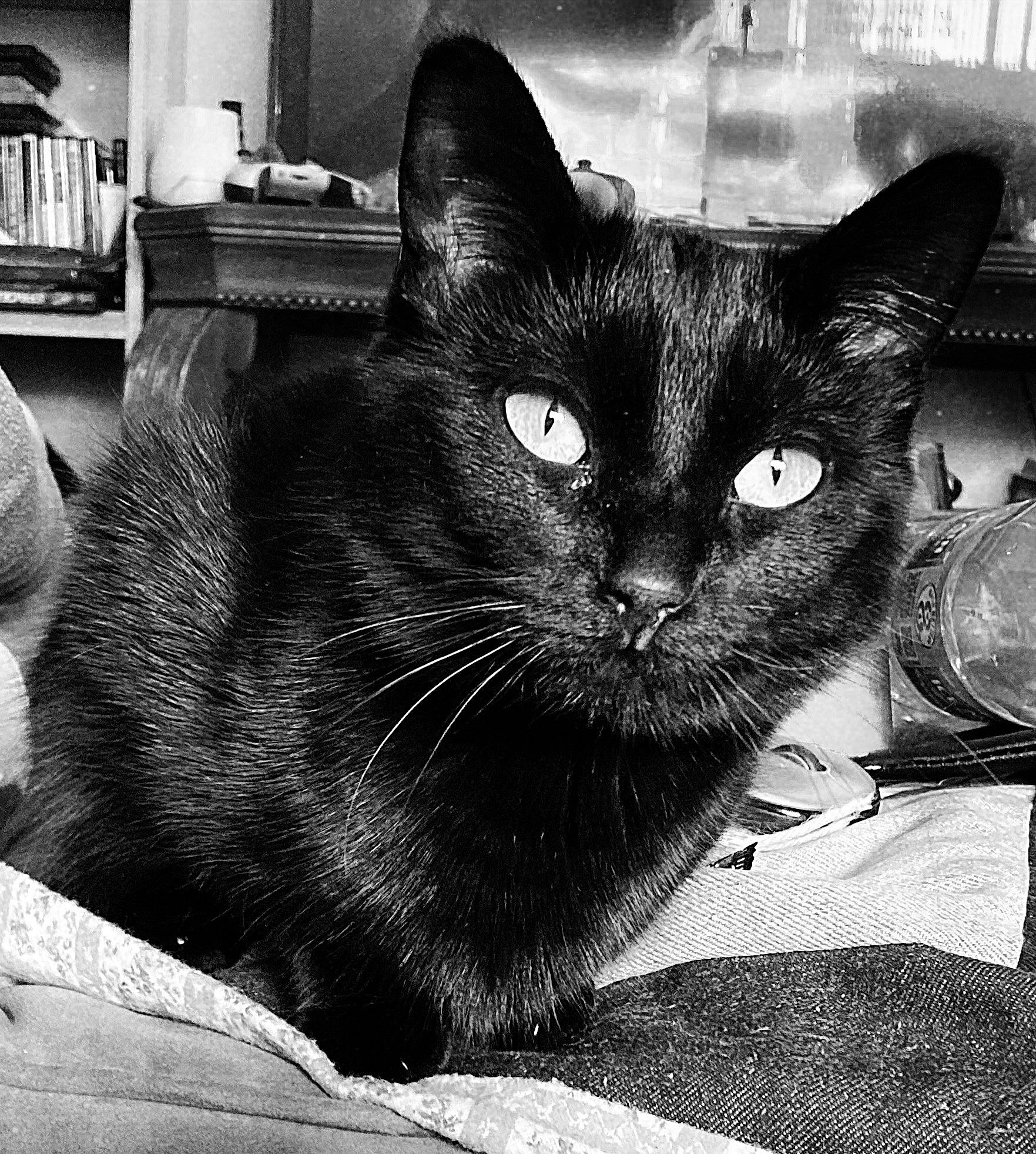Dahlia joined the competition — help win amazing prizes! black, black_and_white, black_cat, bombay, carnivore, cat, comfort, domestic_short_haired_cat, felidae, fur, grey, monochrome, monochrome_photography, organism, sitting, small_to_medium_sized_cats, snout, style, whiskers, window