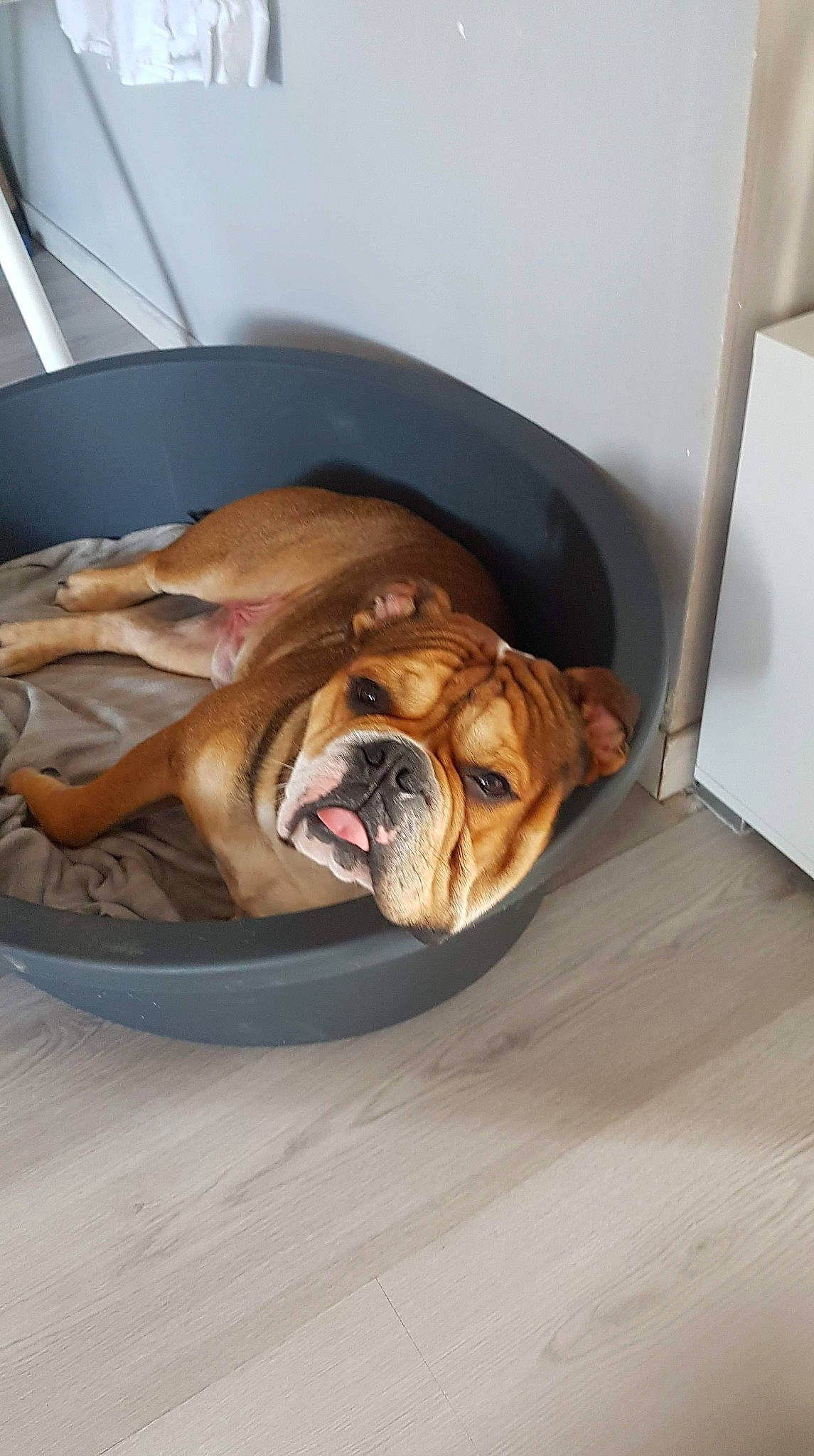 Norton participe au concours pour gagner de l'argent avec cette photo : bulldog, canidae, carnivore, companion_dog, dog, dog_breed, dogue_de_bordeaux, fawn, guard_dog, non_sporting_group, old_english_bulldog, olde_english_bulldogge, shar_pei, snout, working_dog