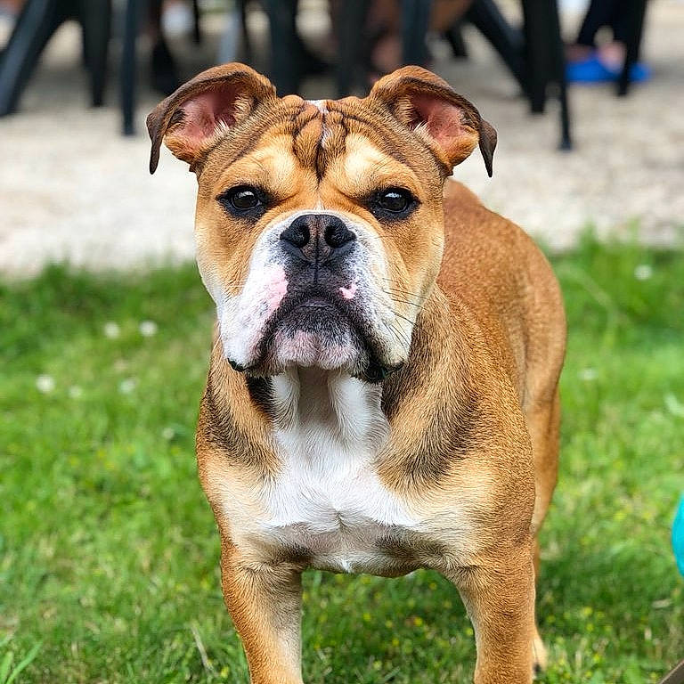Norton participe au concours pour gagner de l'argent avec cette photo : australian_bulldog, british_bulldogs, bulldog, canidae, carnivore, companion_dog, dog, dog_breed, grass, mammal, molosser, non_sporting_group, old_english_bulldog, olde_english_bulldogge, perro_de_presa_mallorquin, renascence_bulldogge, snout, toy_bulldog, valley_bulldog, vertebrate