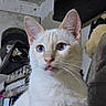 Nugget joined the competition — help win amazing prizes! cat, cream_color, blue_eyes, tongue_out, whiskers, indoor, pet, feline, close_up, curious, cute, animal, fur, ears, face, playful, domestic, portrait, looking, young