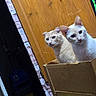 Nugget is registered to the contest to win money with this photo: cat, cardboard_box, indoor, wooden_door, curious, pet, feline, ears, light, shadow, home, animal, two_cats, box, domestic, cute, looking, sitting, furry, whiskers