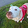 Snowflake joined the competition — help win amazing prizes! dog, white_dog, muddy_nose, red_shirt, grass, chain_link_fence, ball, outdoor, pet, canine, curious, leash, close_up, playful, daylight, nature, animal, fur, snout, ears