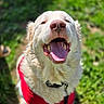 Snowflake joined the competition — help win amazing prizes! dog, happy, tongue_out, red_shirt, outdoor, grass, pet, canine, fur, leash, sunlight, smiling, close_up, friendly, animal, nature, playful, summer, cute, mammal