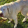 animal, canine, closeup, companion, daylight, dog, domestic_animal, fence, friendly, fur, grass, leash, mammal, nature, outdoor, peaceful, pet, standing, sunlight, white_dog
