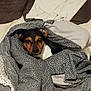 dog, blanket, bed, resting, cozy, indoor, comfort, fur, face, pet, animal, sleepy, home, cute, brown, black, white, pillows, fabric, relaxed