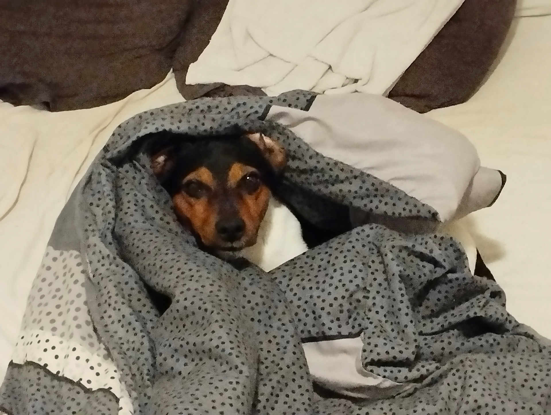 Nao participe au concours pour gagner de l'argent avec cette photo : dog, blanket, bed, resting, cozy, indoor, comfort, fur, face, pet, animal, sleepy, home, cute, brown, black, white, pillows, fabric, relaxed