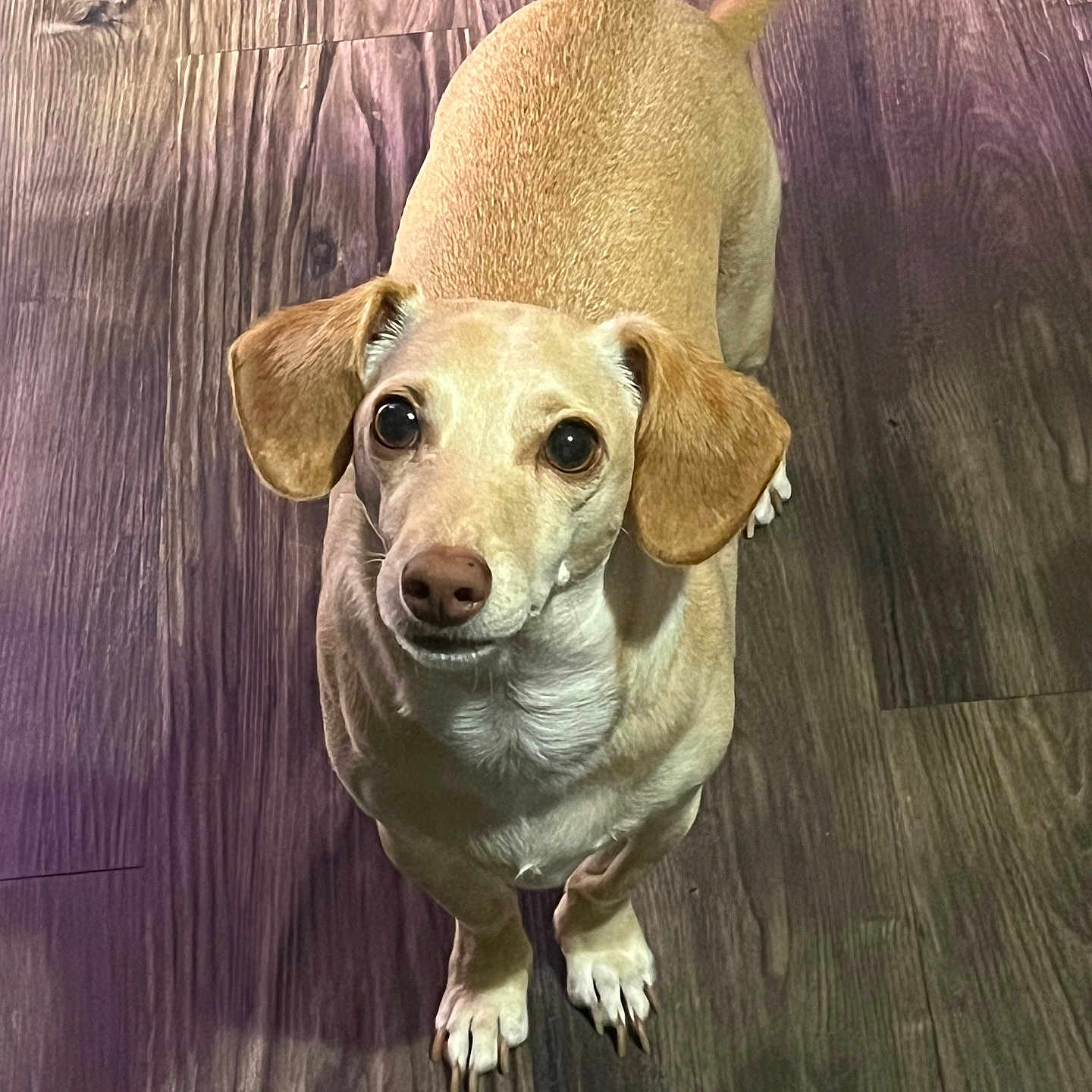 Toby joined the competition — help win amazing prizes! animal, architecture, beagle, building, canine, chihuahua, dog, hardwood, hound, indoors, interiordesign, labradorretriever, pet, plywood, puppy, snout, stainedwood, wall, whitedog, wood