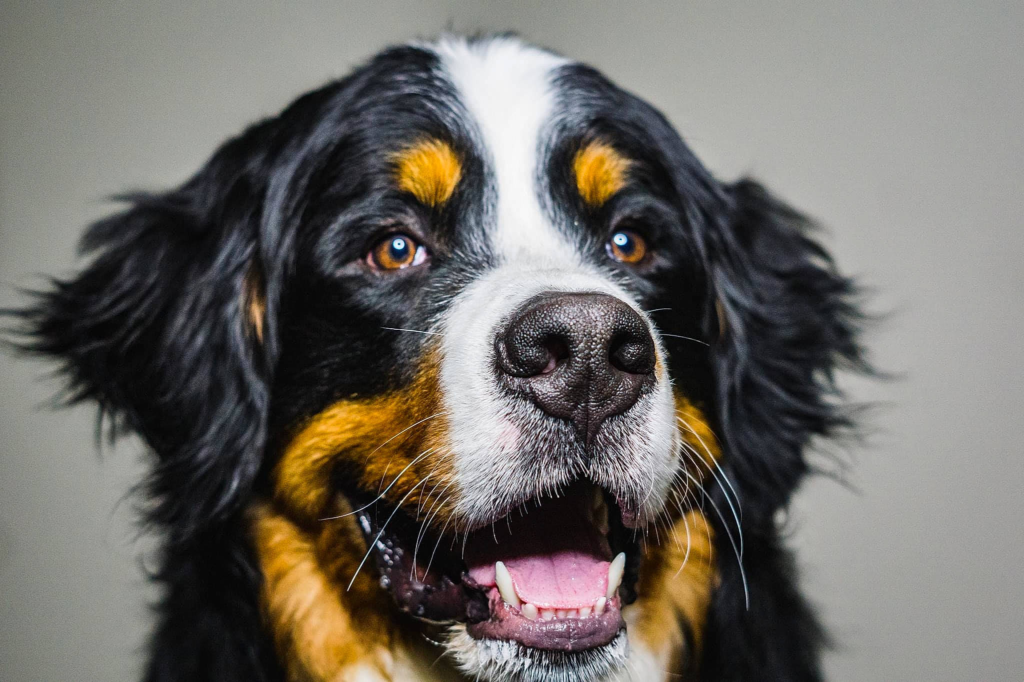 Abe is registered to the contest to win money with this photo: ball, canidae, carnivore, collar, companion_dog, dog, dog_breed, fur, gun_dog, snout, sporting_group, whiskers, working_dog