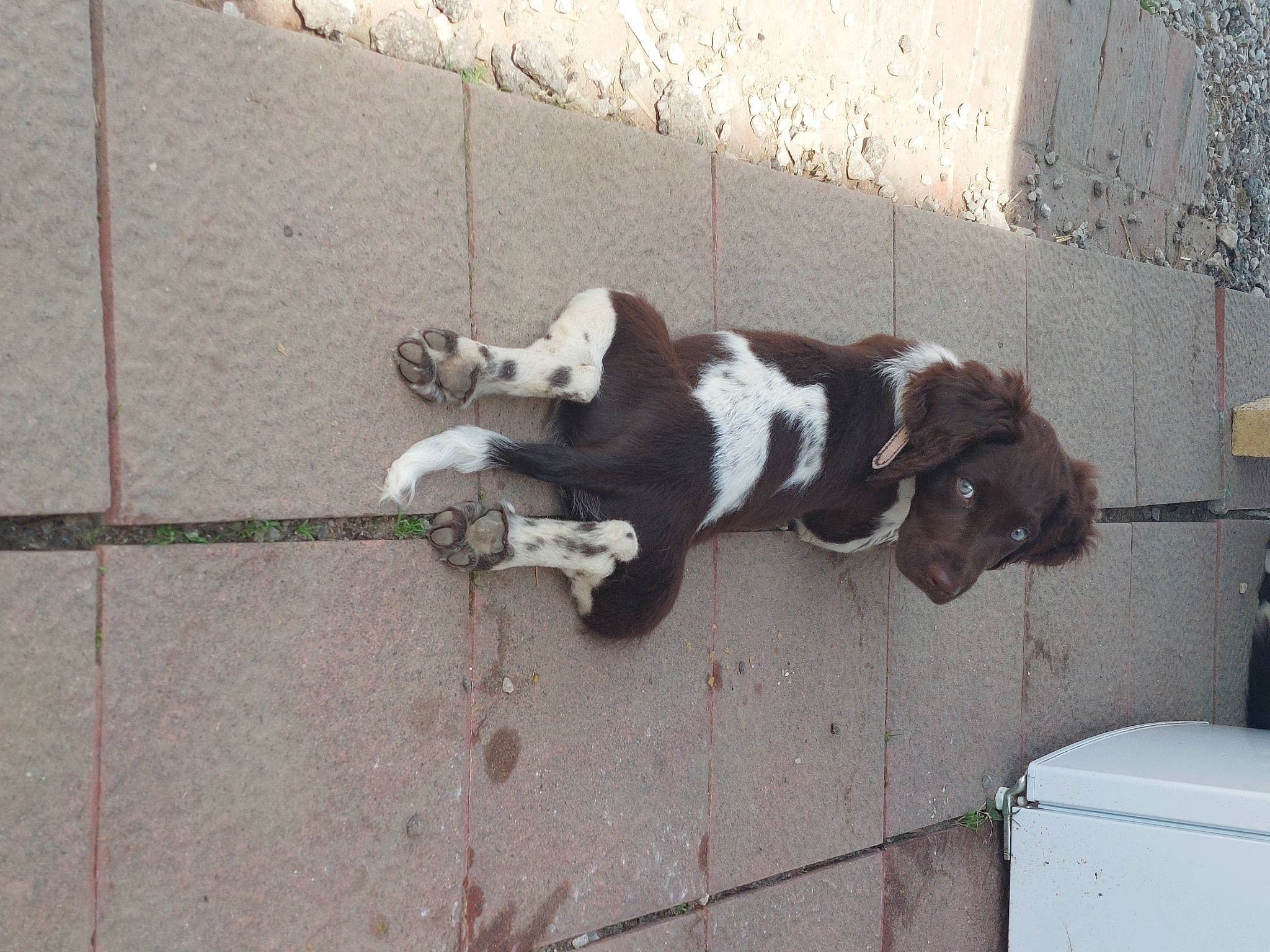 Tasco participe au concours pour gagner de l'argent avec cette photo : brick, building_material, canidae, carnivore, companion_dog, concrete, dog, dog_breed, fawn, flooring, fur, road_surface, shadow, sidewalk, sporting_group, street_dog, tail, wall, wood, working_animal