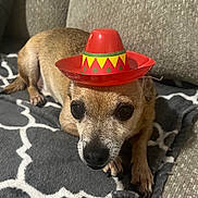 Franklin is registered to the contest to win money with this photo: dog, small_dog, sombrero, hat, pet, animal, brown_fur, blanket, indoor, cozy, cute, resting, close_up, face, ears, paw, canine, companion, domestic_animal, funny_hat