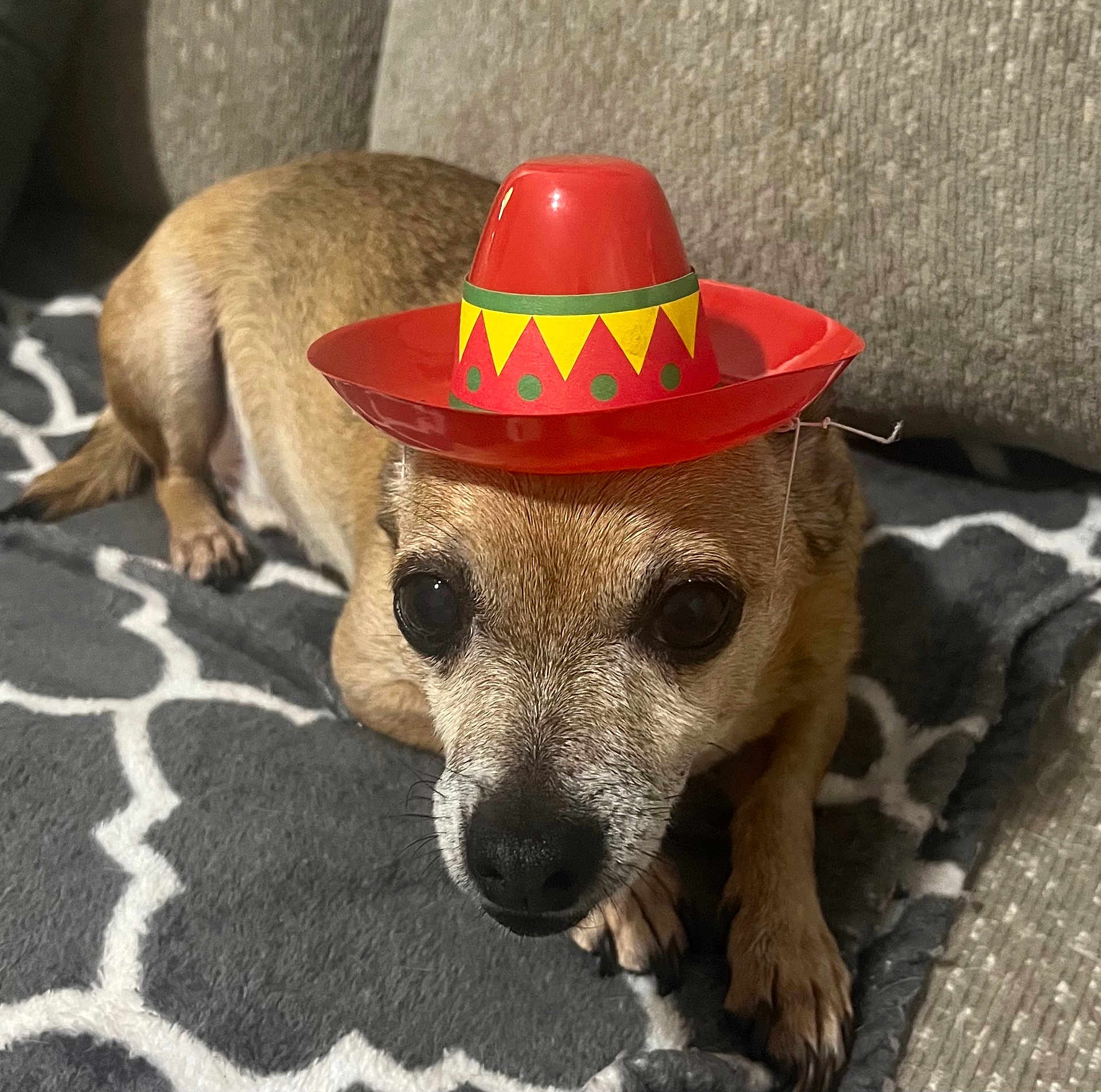 Franklin is registered to the contest to win money with this photo: dog, small_dog, sombrero, hat, pet, animal, brown_fur, blanket, indoor, cozy, cute, resting, close_up, face, ears, paw, canine, companion, domestic_animal, funny_hat