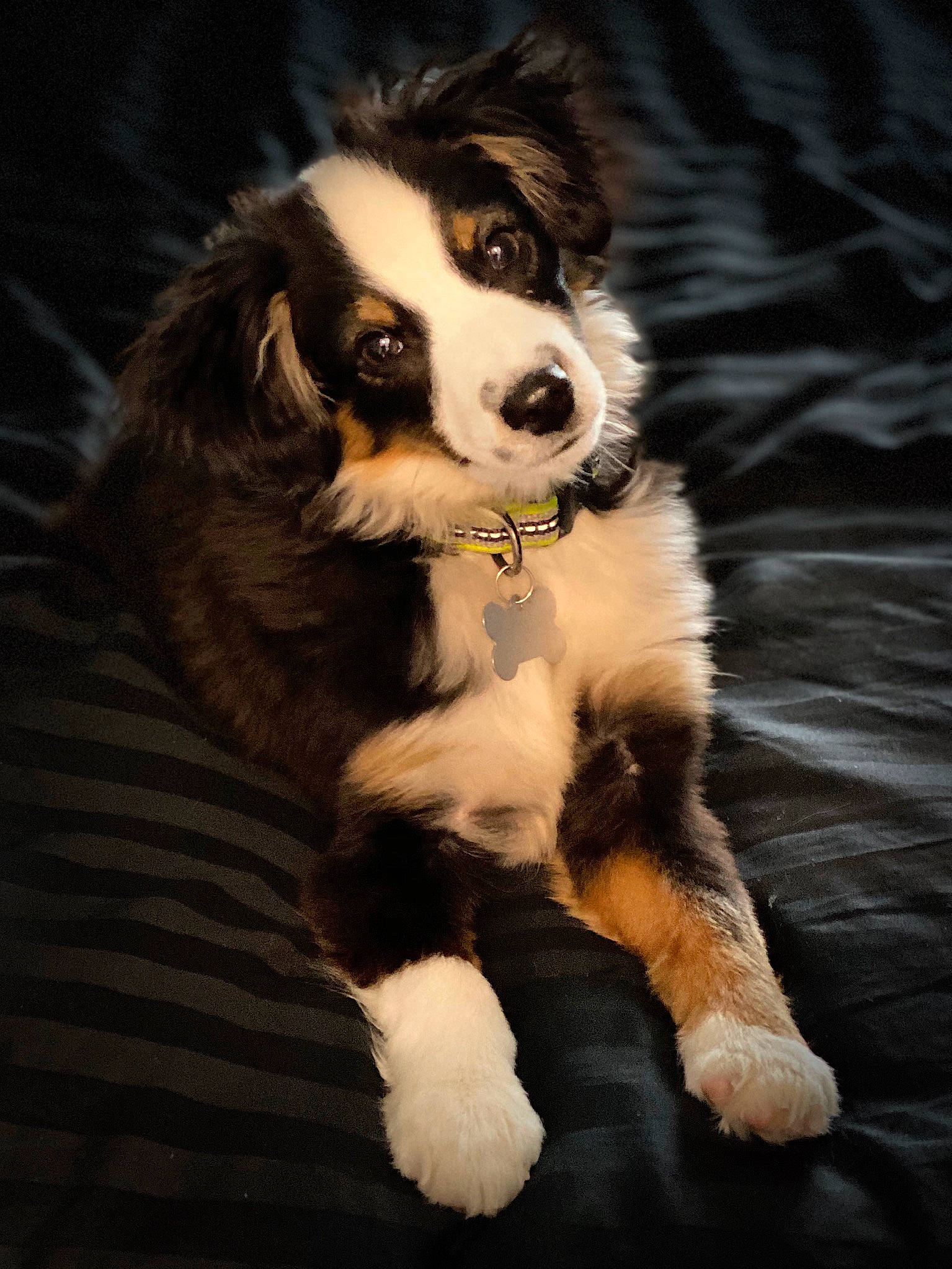 Australian Shepherd Border Collie And Poodle Mix For Sale Tan