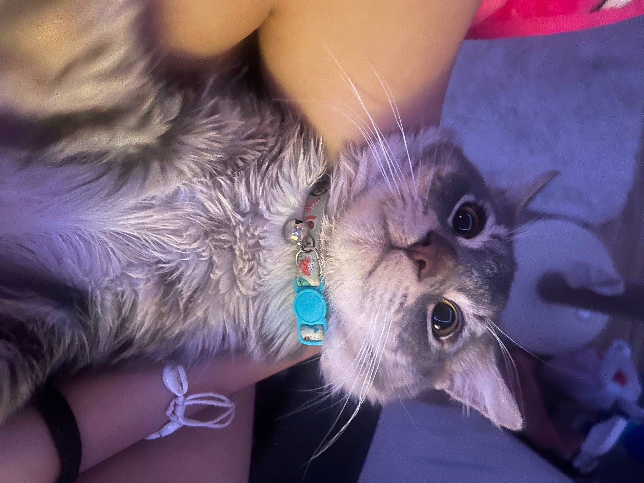 Astro joined the competition — help win amazing prizes! carnivore, cat, companion_dog, electric_blue, event, fashion_accessory, fawn, feather, felidae, finger, fur, gesture, happy, human_leg, nail, paw, small_to_medium_sized_cats, snout, tail, whiskers