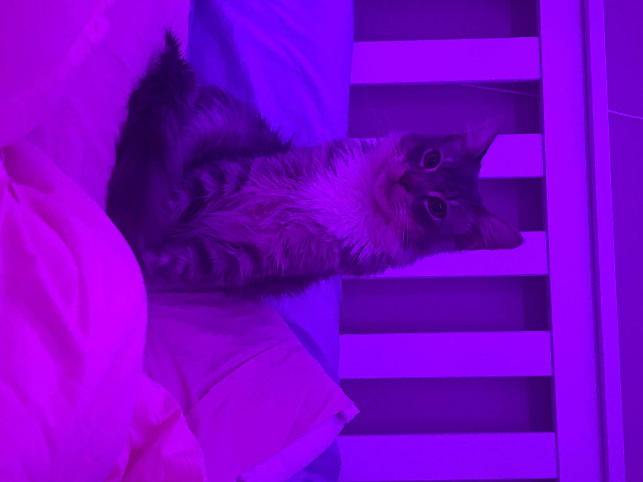 Astro is registered to the contest to win money with this photo: art, electric_blue, felidae, fur, linens, magenta, pattern, petal, pink, plant, purple, room, sculpture, sleeve, symmetry, tail, violet, visual_arts, water