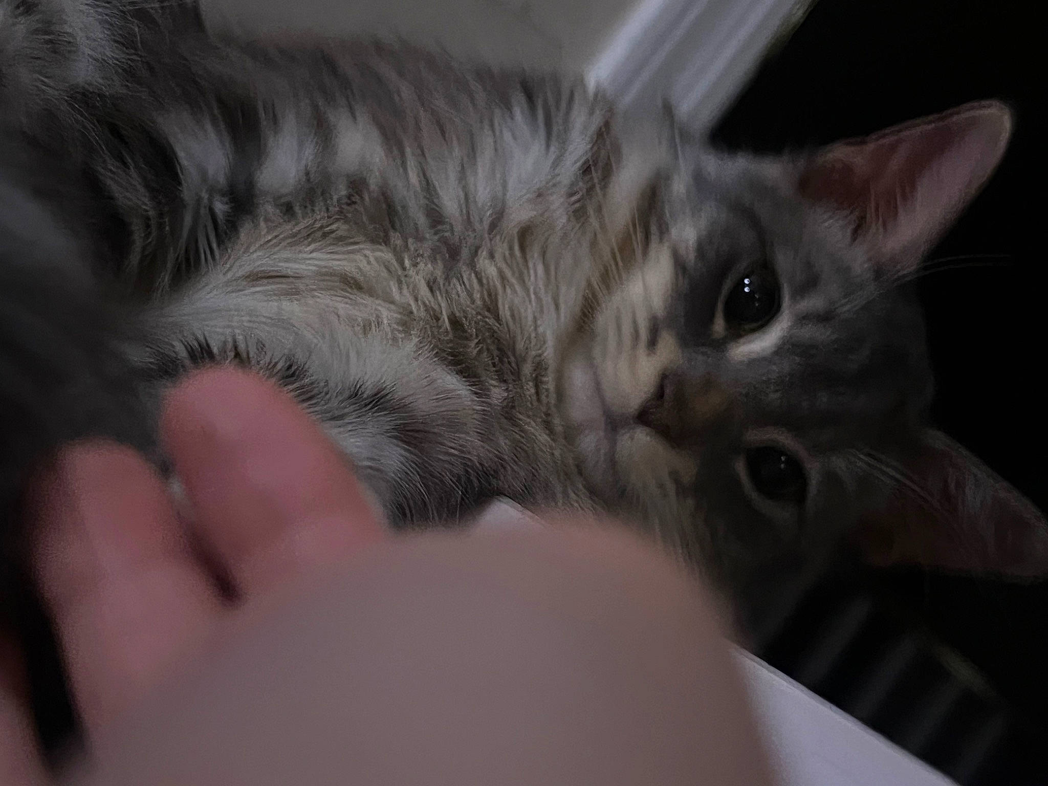 Astro joined the competition — help win amazing prizes! carnivore, cat, claw, domestic_short_haired_cat, ear, felidae, fur, gesture, grey, paw, small_to_medium_sized_cats, snout, whiskers