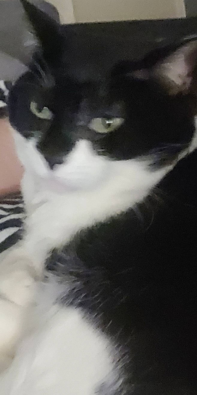 Colette a rejoint le concours — aidez-le/la à gagner de superbes lots ! black_cat, carnivore, cat, domestic_short_haired_cat, felidae, fur, monochrome, monochrome_photography, small_to_medium_sized_cats, snout, tail, tints_and_shades, whiskers