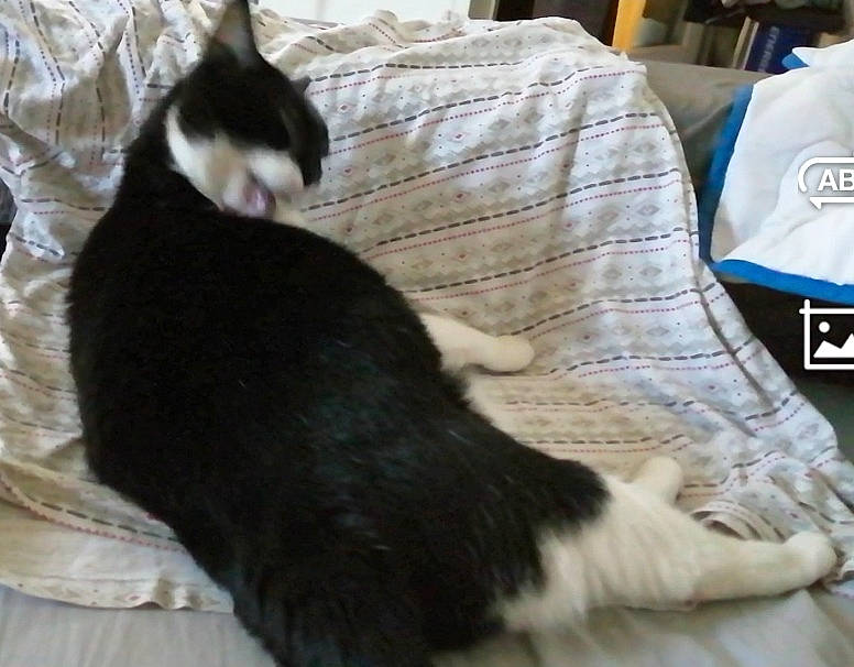 Colette participe au concours pour gagner de l'argent avec cette photo : black_cat, carnivore, cat, cat_supply, claw, comfort, dog_breed, domestic_short_haired_cat, felidae, fur, hardwood, linens, logo, paw, small_to_medium_sized_cats, tail, whiskers, wood