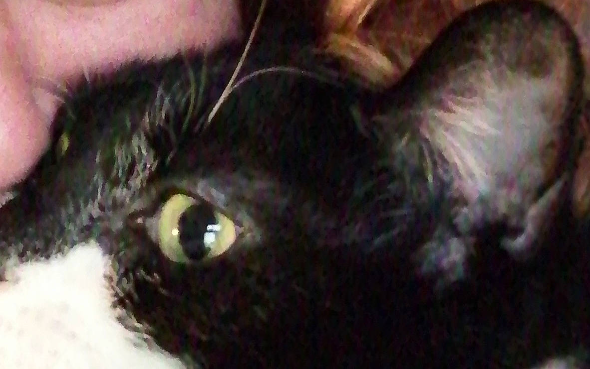 Colette participe au concours pour gagner de l'argent avec cette photo : black_cat, bombay, carnivore, cat, close_up, dog_breed, ear, eyelash, felidae, fur, liver, small_to_medium_sized_cats, snout, terrestrial_animal, whiskers, wildlife, working_animal