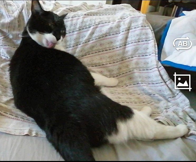 Colette participe au concours pour gagner de l'argent avec cette photo : black_cat, carnivore, cat, claw, comfort, couch, domestic_short_haired_cat, felidae, formal_wear, fur, lap, linens, logo, paw, small_to_medium_sized_cats, snout, tail, terrestrial_animal, whiskers