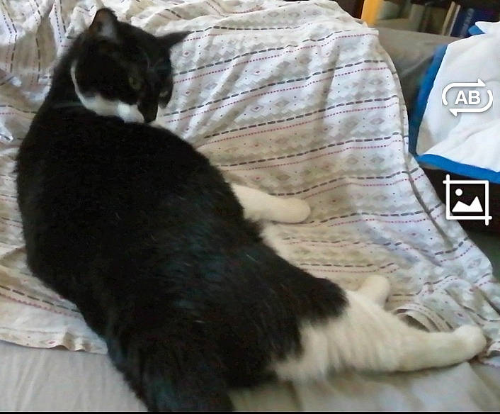 Colette participe au concours pour gagner de l'argent avec cette photo : black_cat, carnivore, cat, claw, comfort, couch, domestic_short_haired_cat, felidae, fur, linens, logo, mammal, paw, small_to_medium_sized_cats, snout, tail, terrestrial_animal, whiskers