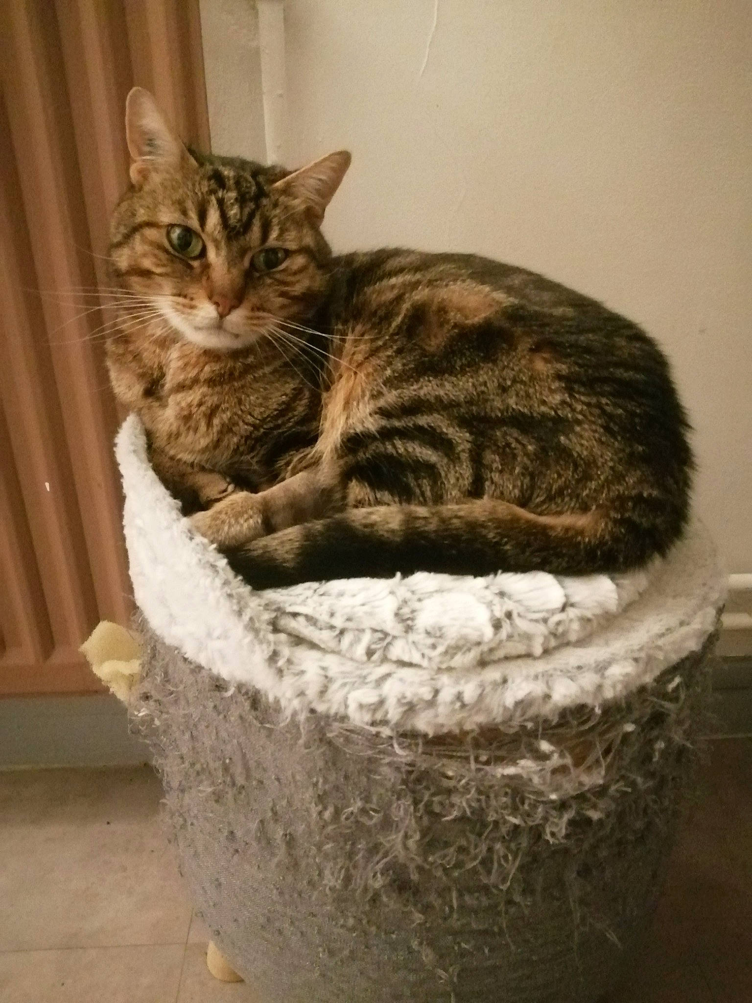 Kekra participe au concours pour gagner de l'argent avec cette photo : basket, carnivore, cat, cat_bed, cat_furniture, cat_supply, curtain, domestic_short_haired_cat, felidae, fur, pet_supply, small_to_medium_sized_cats, snout, tail, terrestrial_animal, whiskers, wildlife, wood