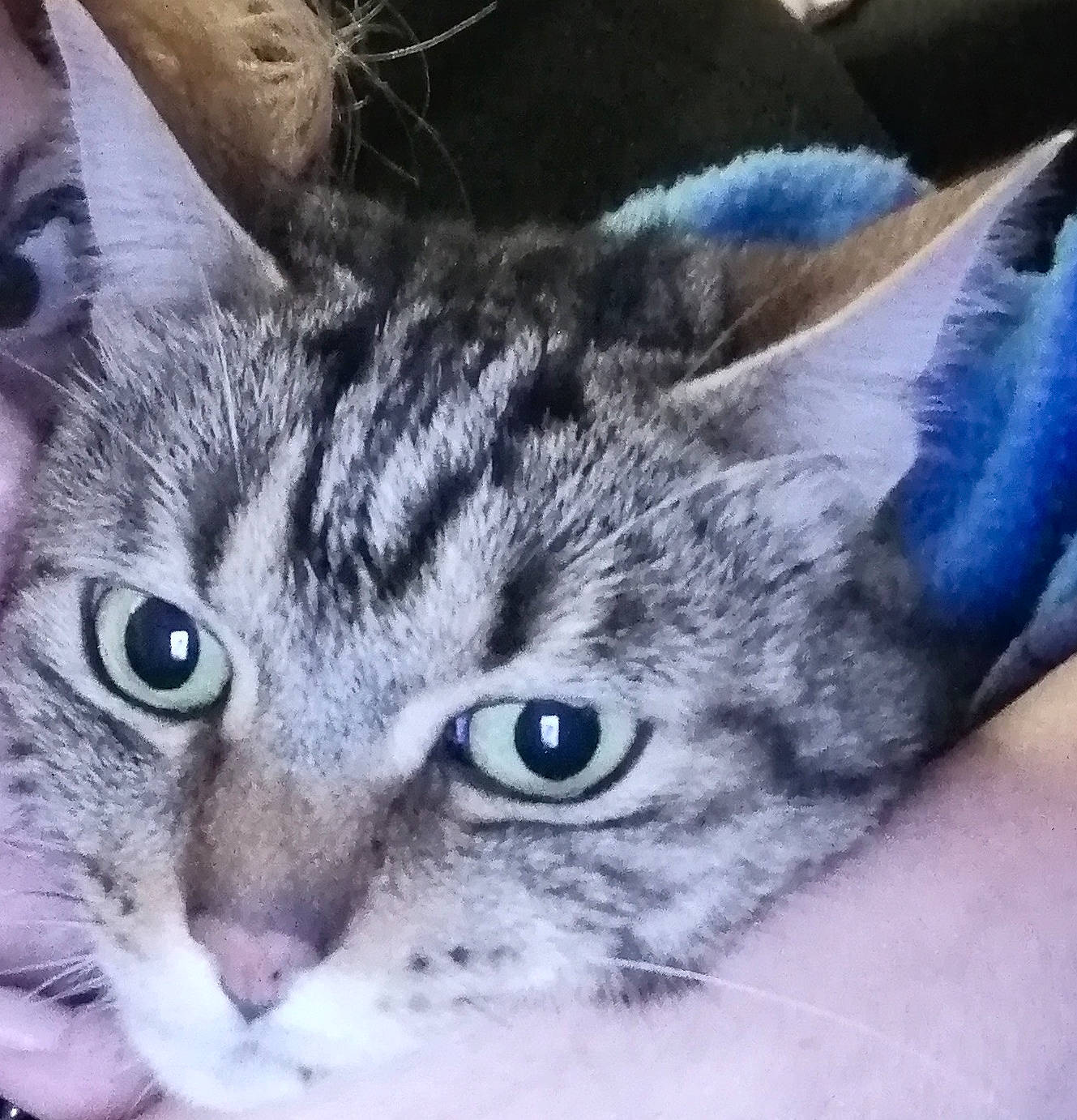 Kekra a rejoint le concours — aidez-le/la à gagner de superbes lots ! carnivore, cat, close_up, domestic_short_haired_cat, felidae, fur, iris, paw, photography, sky, small_to_medium_sized_cats, snout, terrestrial_animal, whiskers, wildlife