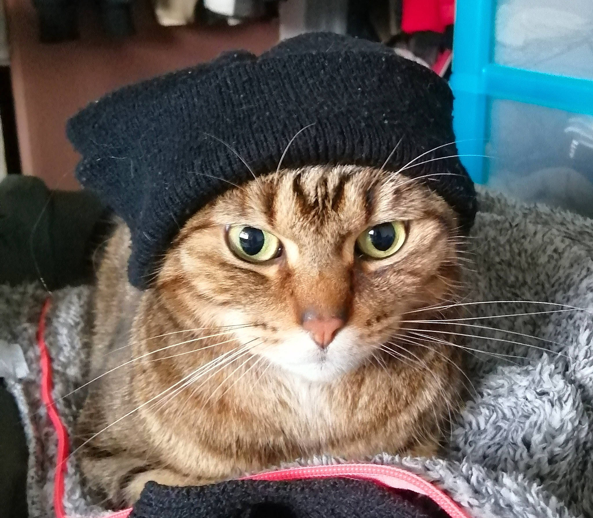 Kekra a rejoint le concours — aidez-le/la à gagner de superbes lots ! cap, carnivore, cat, costume_hat, domestic_short_haired_cat, eyewear, fashion_accessory, felidae, fur, hat, plant, small_to_medium_sized_cats, snout, tree, whiskers, window