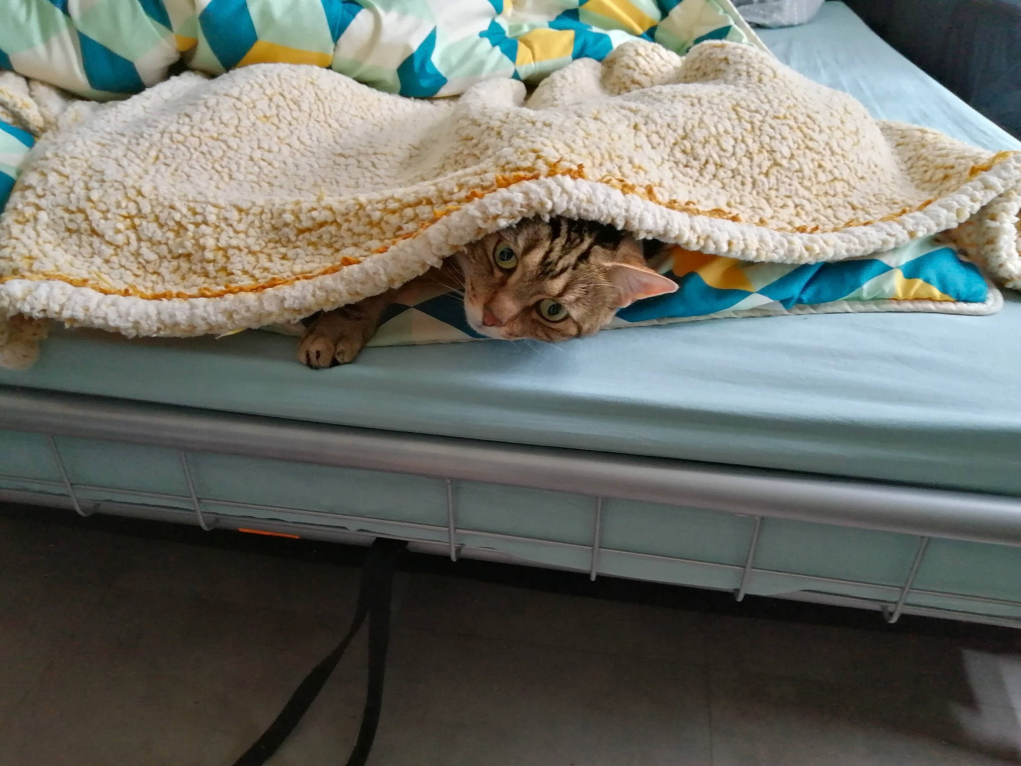 Kekra a rejoint le concours — aidez-le/la à gagner de superbes lots ! art, craft, crochet, electric_blue, fashion_accessory, knitting, linens, needlework, pattern, reptile, rock, scaled_reptile, serpent, table, tail, thread, wood, wool, woolen, woven_fabric