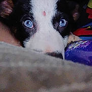 Blue joined the competition — help win amazing prizes! dog, blue_eyes, close_up, face, pet, fur, black_and_white, snout, animal, cozy, soft, blanket, indoor, cute, looking, portrait, ears, resting, colorful_fabric, intimate