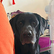 Zeus participe au concours pour gagner de l'argent avec cette photo : animal, black_dog, canine, close_up, curious, dog, domestic, ears, face, fan, furniture, home, indoor, looking, orange_cushion, pet, purple_chair, quiet, room, snout