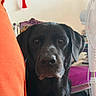 animal, black_dog, canine, close_up, curious, dog, domestic, ears, face, fan, furniture, home, indoor, looking, orange_cushion, pet, purple_chair, quiet, room, snout