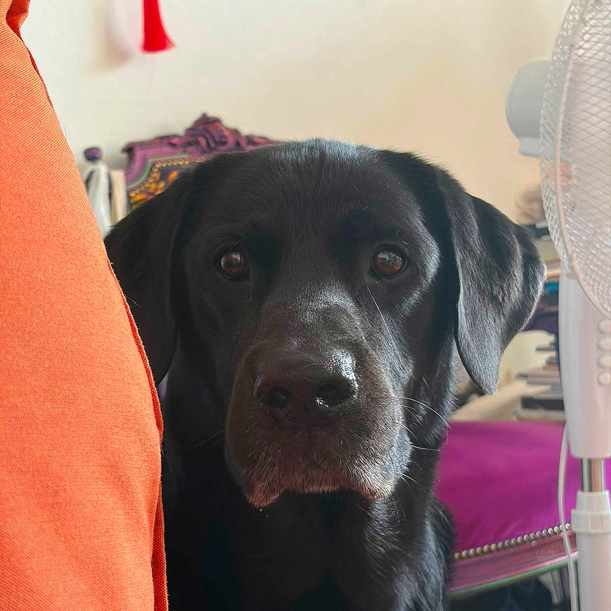 Zeus