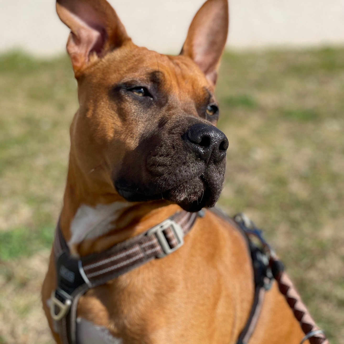 Tyson