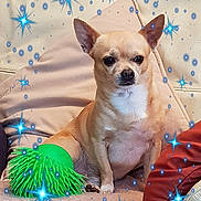 Millo a rejoint le concours — aidez-le/la à gagner de superbes lots ! carnivoran, chihuahua, companion_dog, corgi_chihuahua, dog, dog_breed, dog_breed_group, dog_like_mammal, fawn, puppy, snout, toy_dog, whiskers