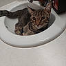 cat, tabby_cat, animal, pet, feline, sink, bathroom, faucet, countertop, indoors, portrait, close_up, striped_fur, green_eyes, whiskers, ears, sitting, household, plumbing, funny